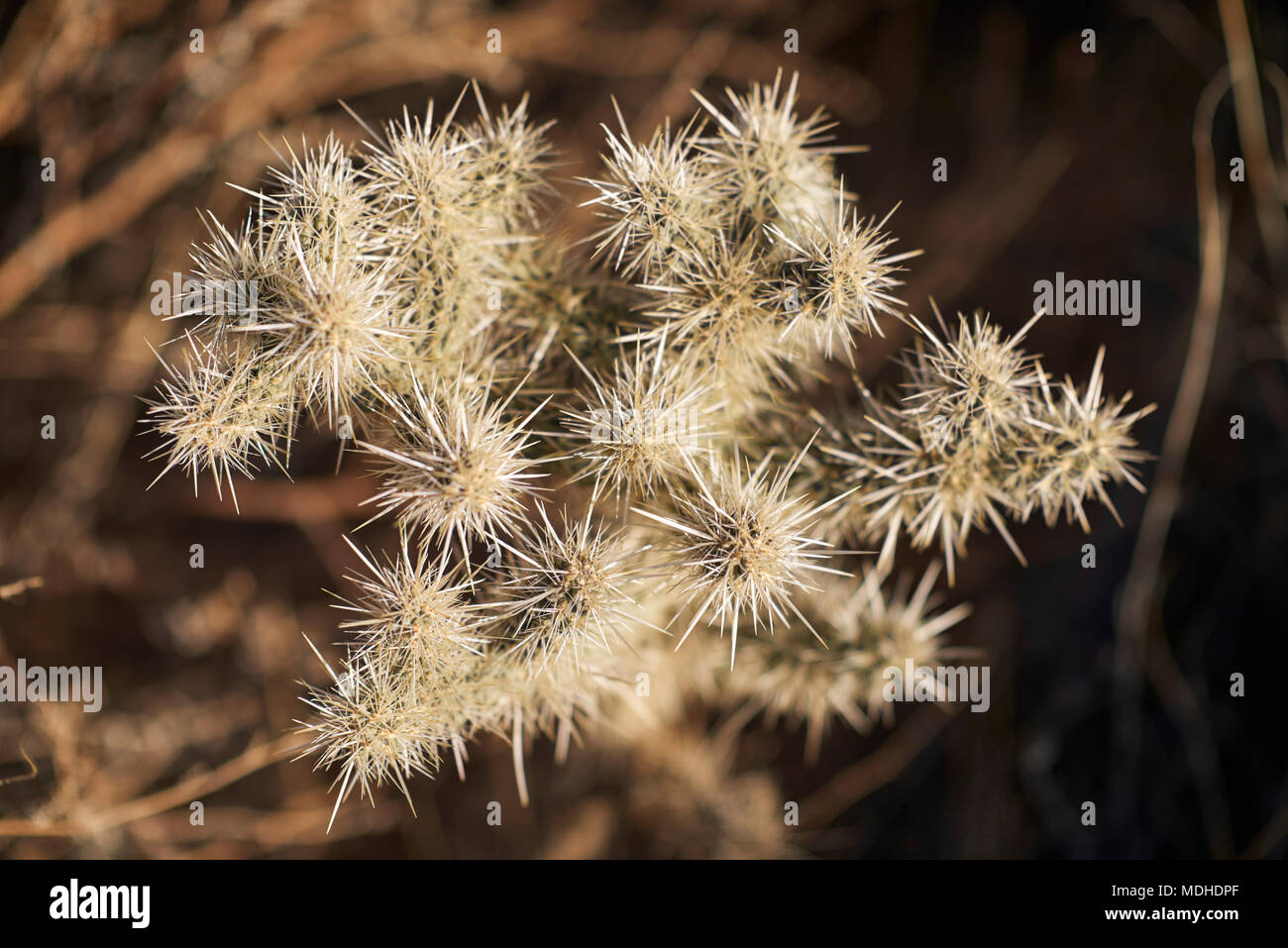 Close-up di spine taglienti su un cactus, Joshua Tree National Park, California, Stati Uniti d'America Foto Stock