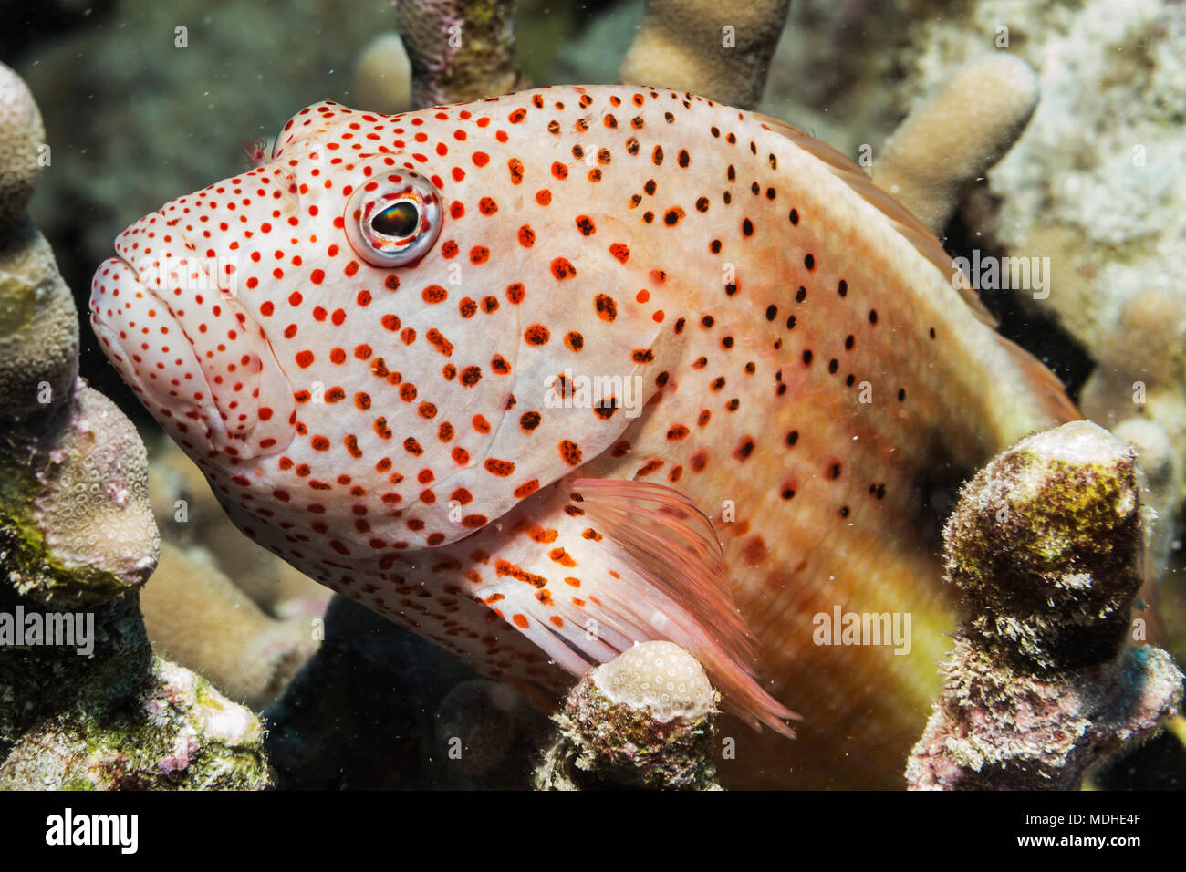 Freckled Hawkfish (Paracirrhites forsteri) fotografato mentre scuba diving lungo la costa di Kona; Isola delle Hawaii, Hawaii, Stati Uniti d'America Foto Stock