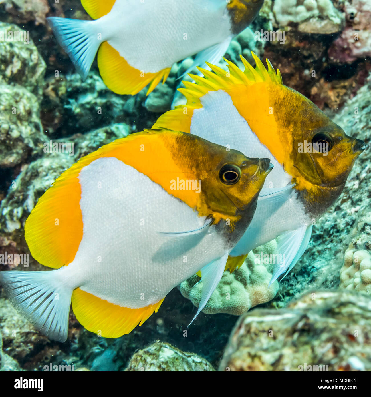 Pyramid Butterflyfish (Chlororus sordidus) fotografato mentre scuba diving lungo la costa di Kona; Isola delle Hawaii, Hawaii, Stati Uniti d'America Foto Stock