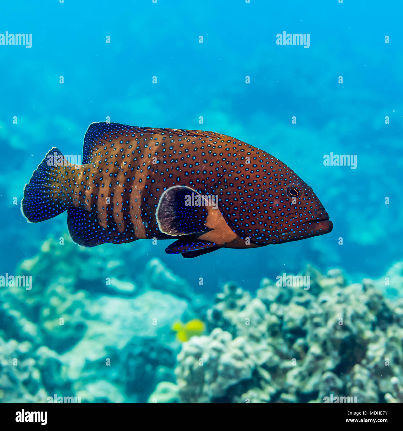 Il Pavone raggruppatore (Cephalopholis argus) è stato volutamente introdotto alle Hawaii ed è ora considerato una specie invasive Foto Stock