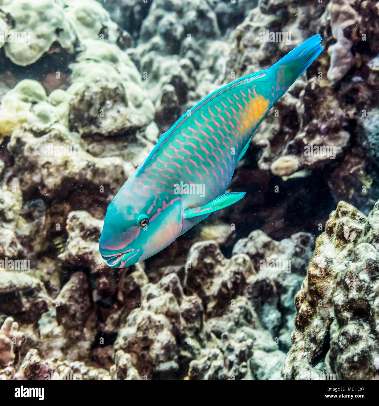 Terminale maschio Bullethead pesci pappagallo (Chlororus sordidus) fotografato mentre scuba diving della costa di Kona Foto Stock