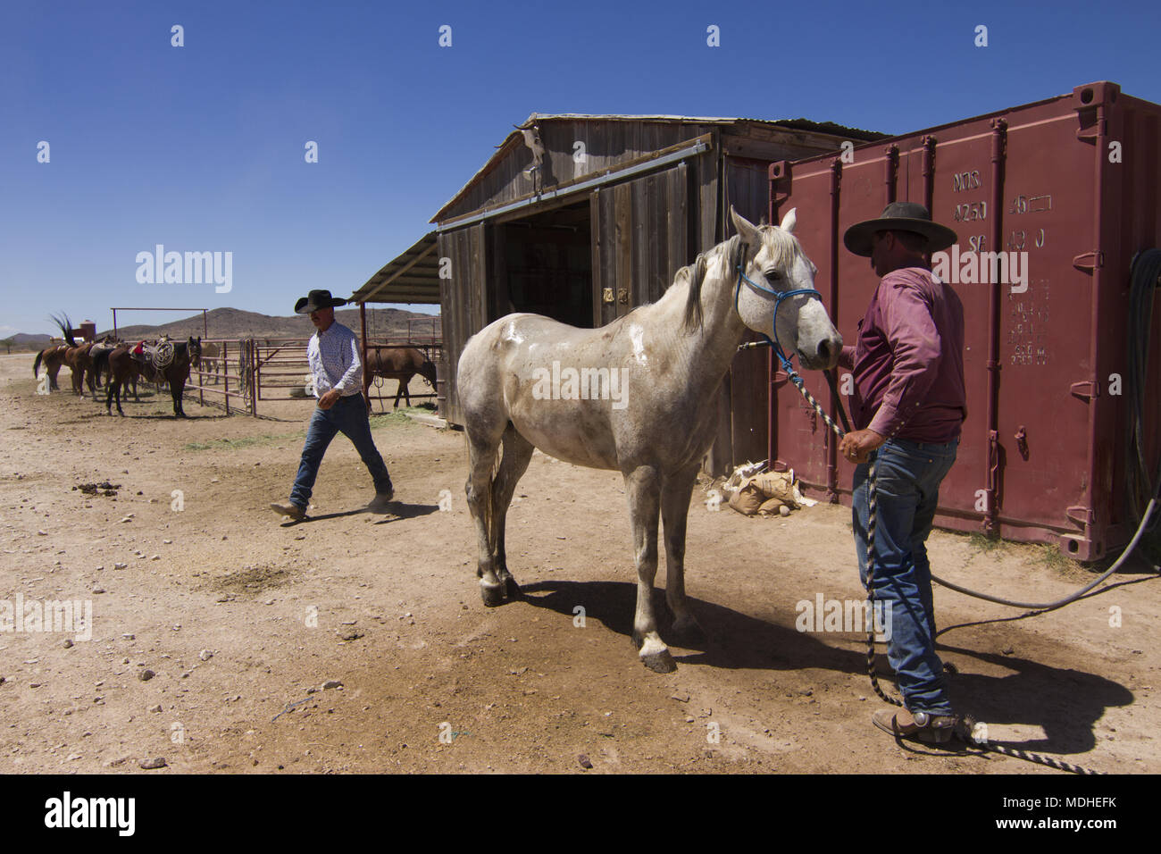 Cowboy lavando il suo cavallo al termine di una giornata trascorsa a radunare il bestiame Foto Stock