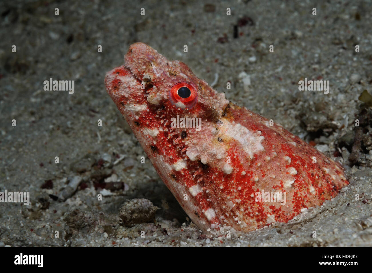 Serpente rettile anguilla è peeping fuori della sua tana, Panglao, Filippine Foto Stock