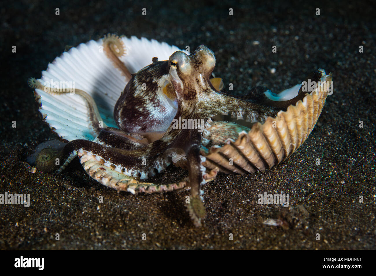 Una noce di cocco octopus aderisce con la sua agile tentacoli a gusci vuoti sul fondo marino nello stretto di Lembeh, Indonesia. Foto Stock