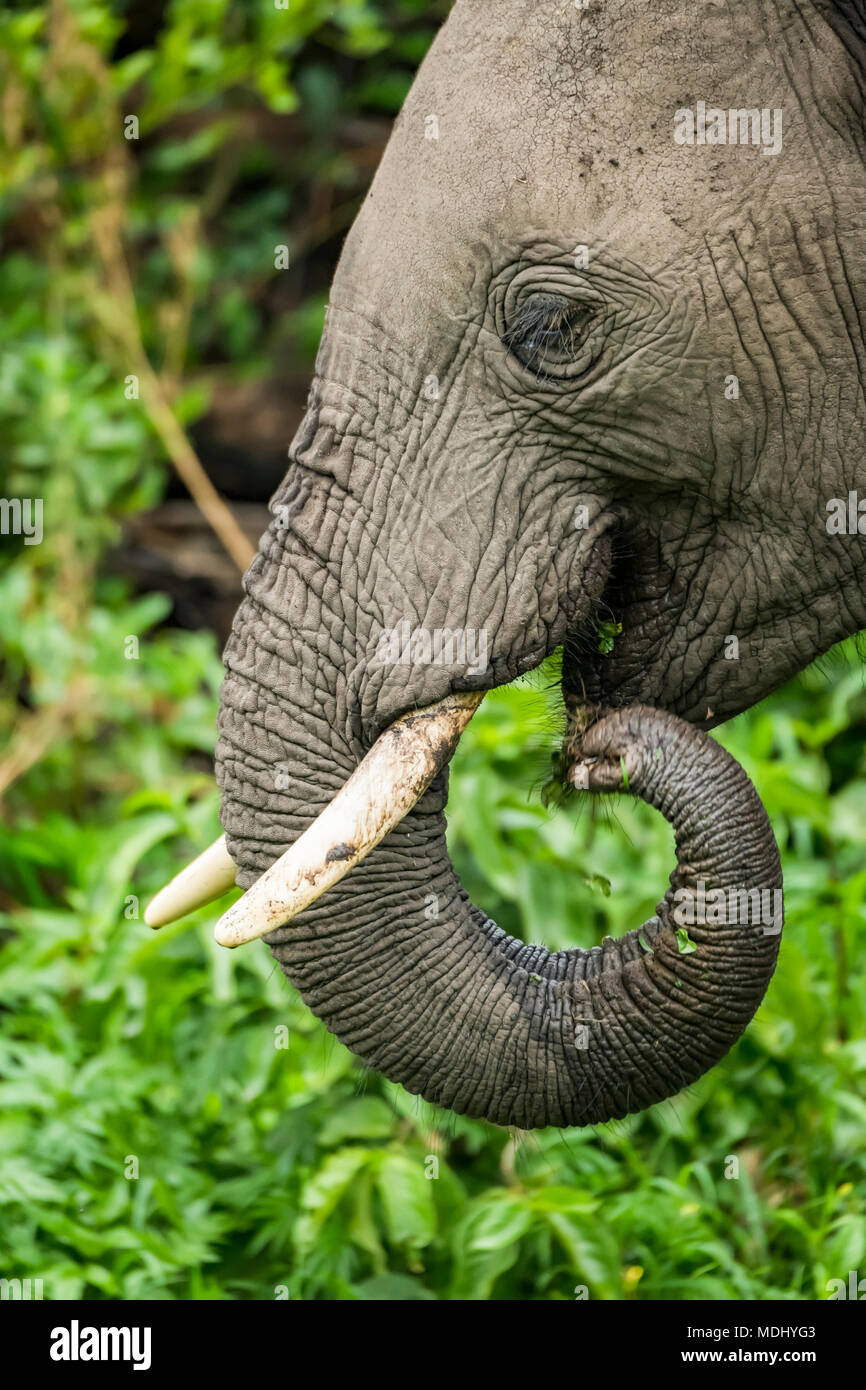 Close-up di elefante africano (Loxodonta africana) con trunk arricciata in bocca, il cratere di Ngorongoro; Tanzania Foto Stock