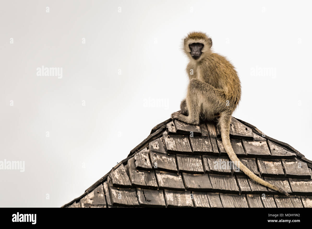 Vervet monkey (Chlorocebus pygerythrus) guarda giù dal tetto rivestito di piastrelle, Parco Nazionale di Tarangire e; Tanzania Foto Stock