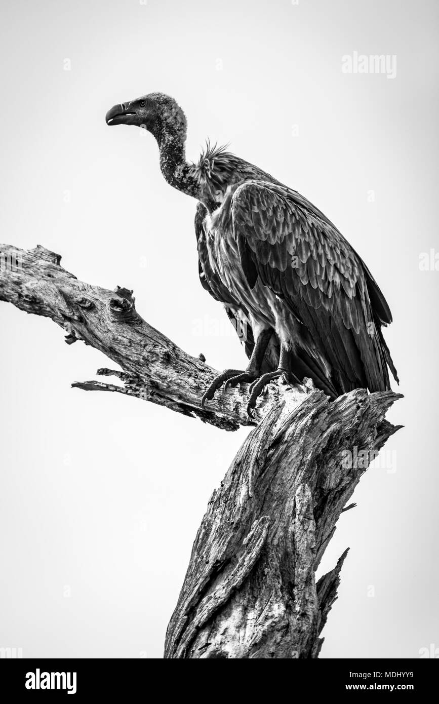 Monocromatico bianco-backed vulture (Gyps africanus) su albero morto moncone, Parco Nazionale di Tarangire e; Tanzania Foto Stock