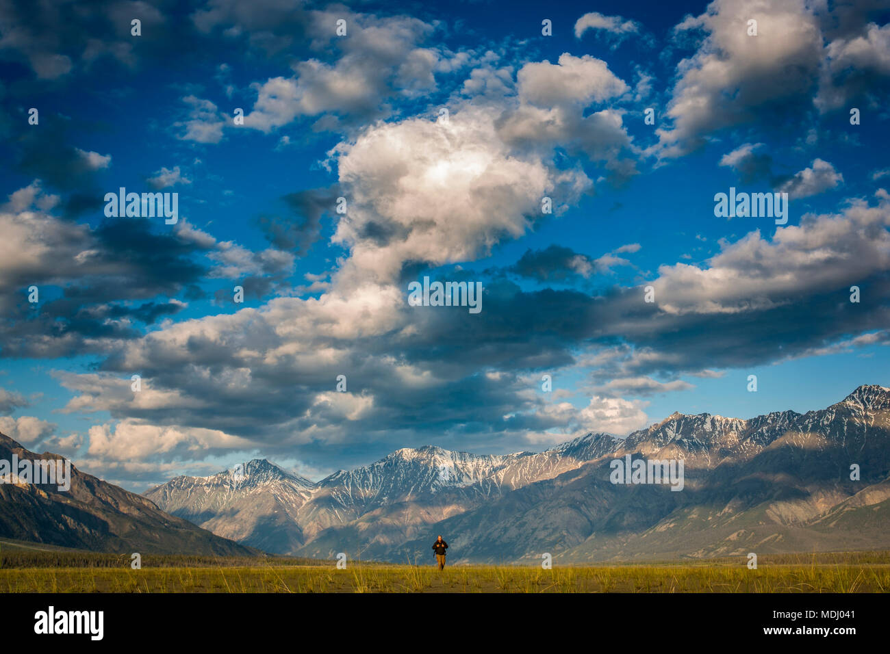 Un uomo cammina attraverso un campo di erba con le maestose montagne del Parco Nazionale Kluane in background; distruzione Bay, Yukon Territory, Canada Foto Stock