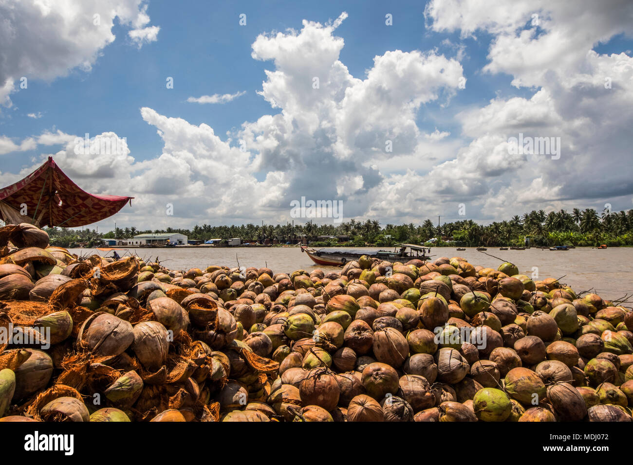 Noci di cocco in una elaborazione di cocco di proprietà familiare di nel Delta del Mekong, Ben tre, Vietnam Foto Stock