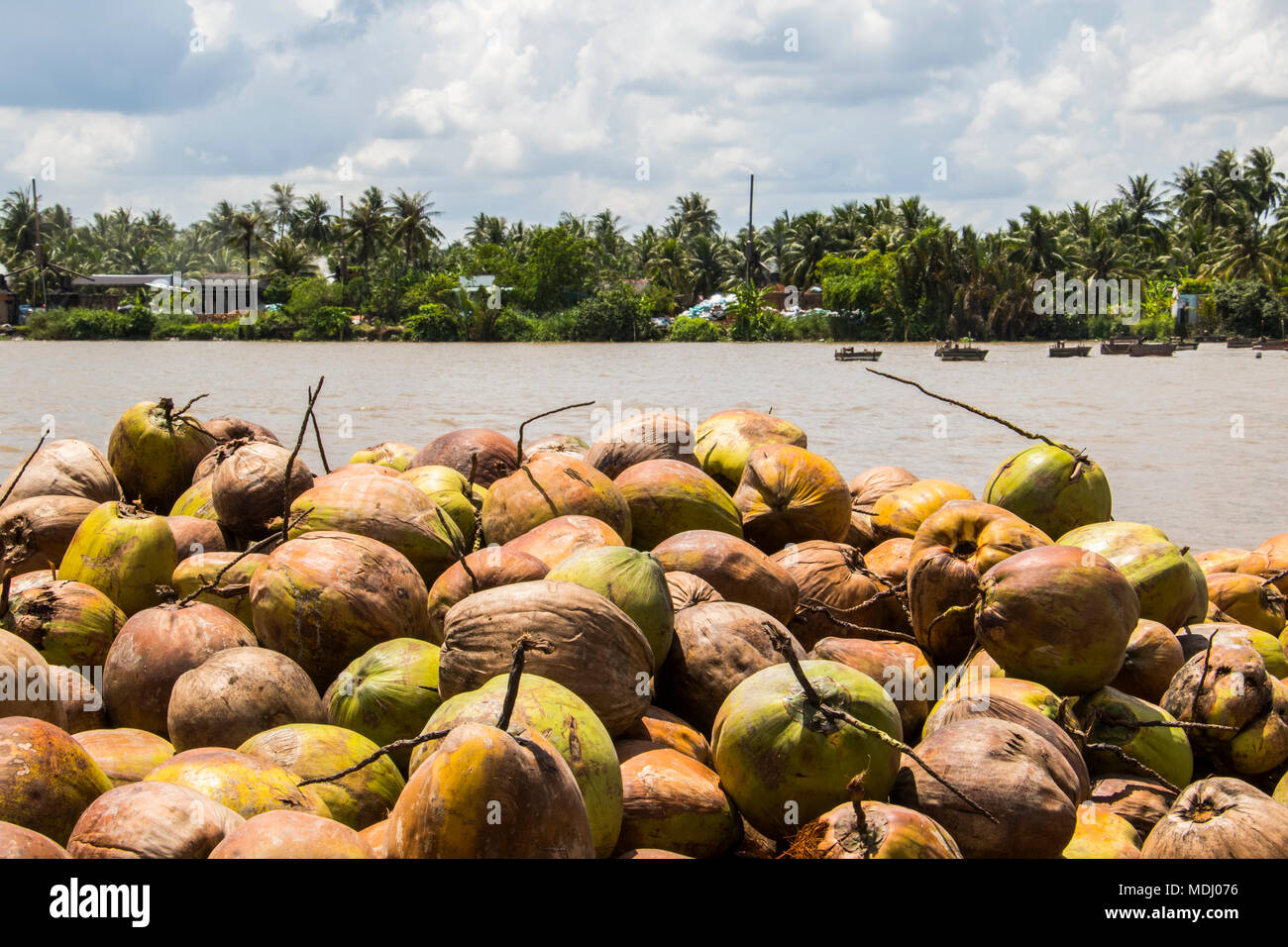 Noci di cocco in una elaborazione di cocco di proprietà familiare di nel Delta del Mekong, Ben tre, Vietnam Foto Stock