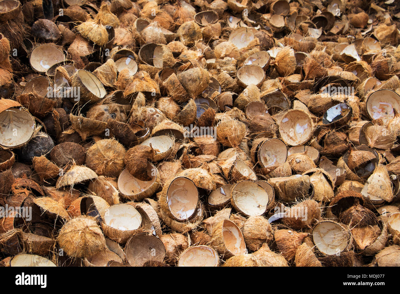 Noci di cocco in una elaborazione di cocco di proprietà familiare di nel Delta del Mekong, Ben tre, Vietnam Foto Stock