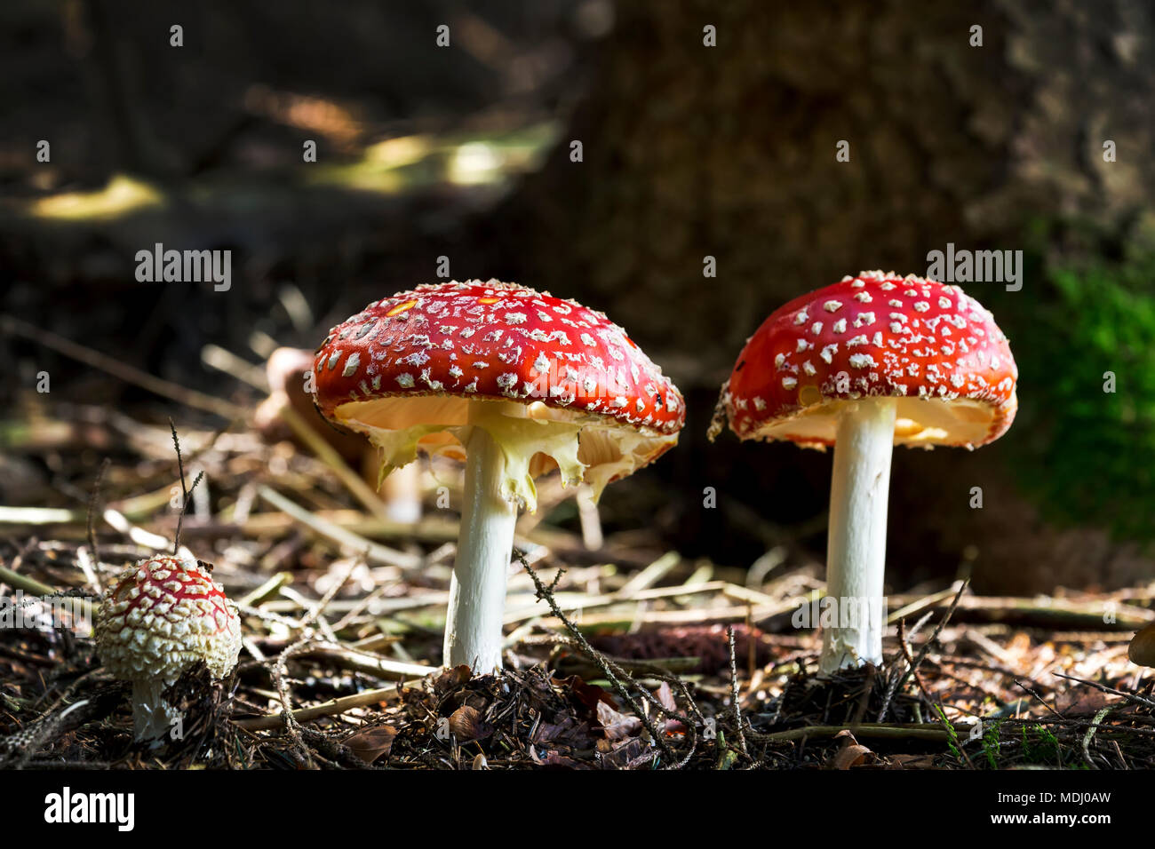 Close-up di funghi toadstool sul suolo della foresta; Grainau, Baviera, Germania Foto Stock