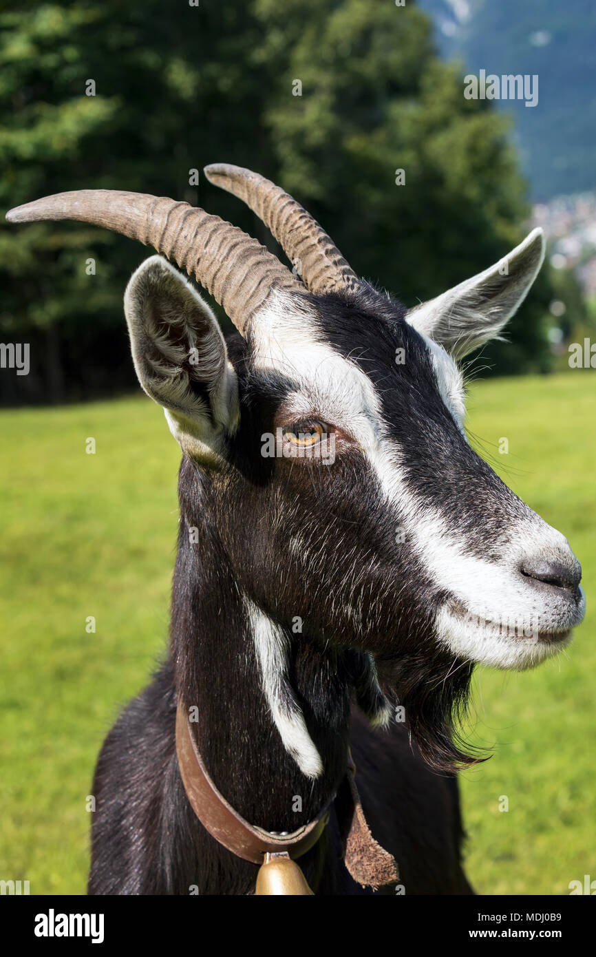 Close-up di un camoscio capra colorata con corna; Grainau, Baviera, Germania Foto Stock