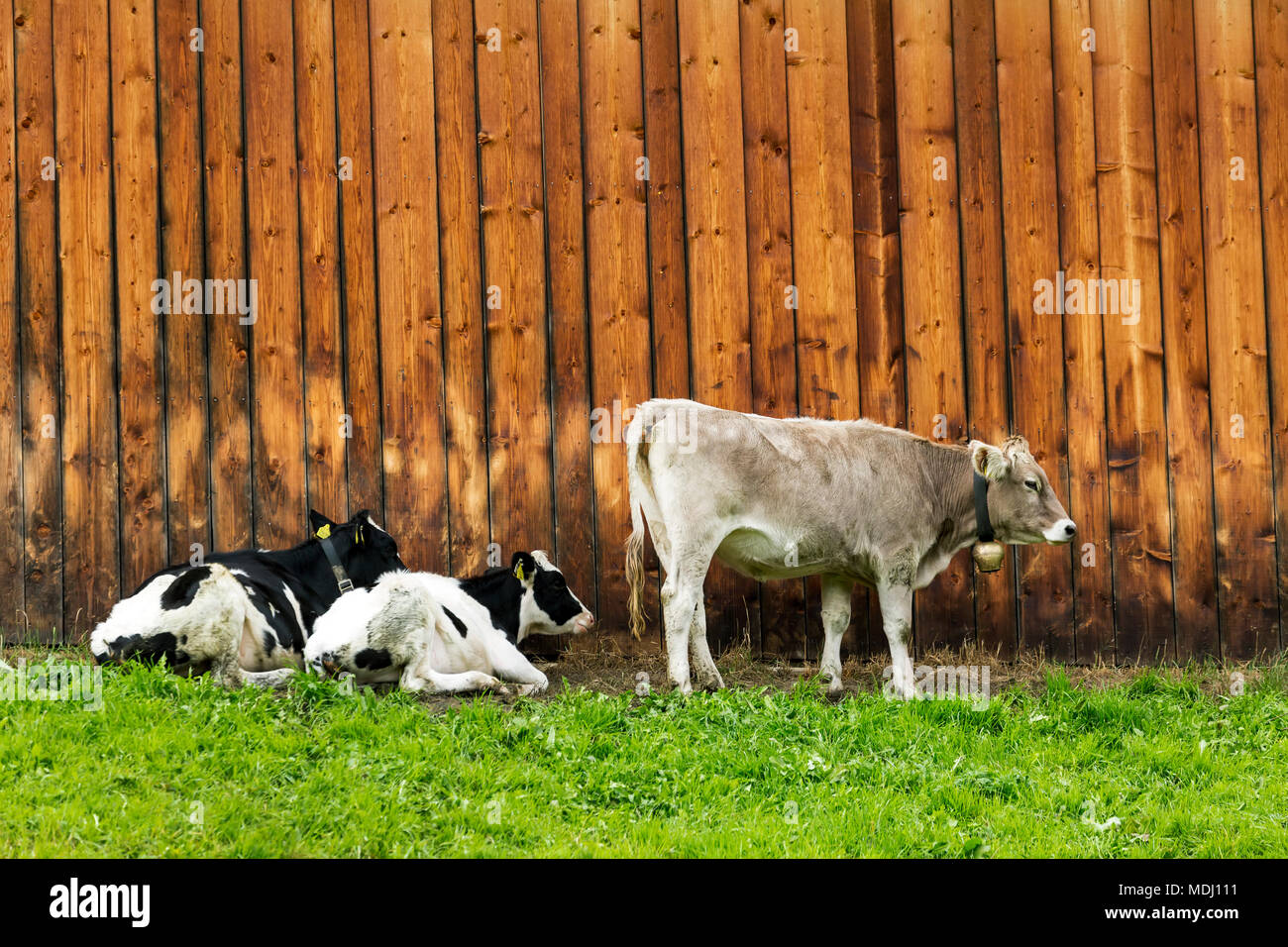 Bestiame lungo un fienile in legno parete; San Candido, Bolzano, Italia Foto Stock