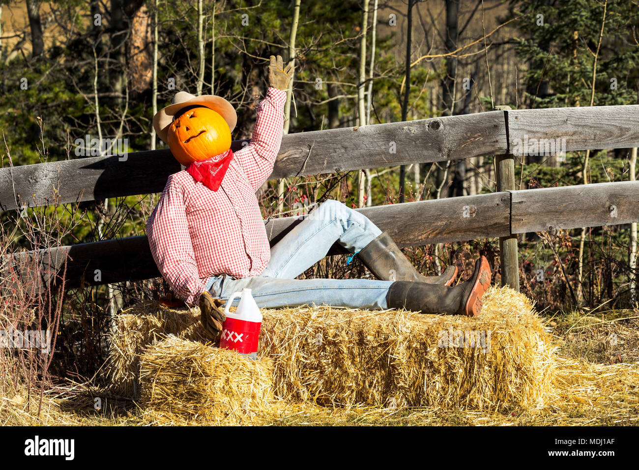 Divertente halloween manichino seduto sulla balla di fieno con testa di zucca e recinzione di legno; Bragg Creek, Alberta, Canada Foto Stock