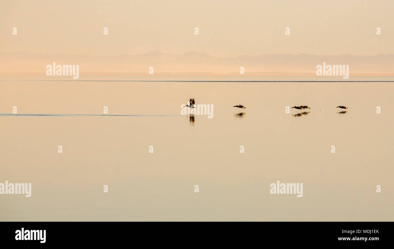 Pellicani volare basso con le loro riflessioni sulla superficie tranquilla di acqua e punto Roberts, California, Stati Uniti d'America Foto Stock