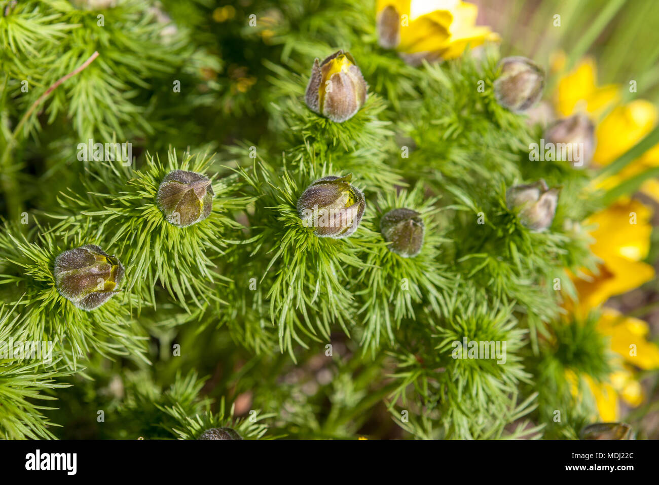Fernleaf Peonia, Dillpion (Paeonia tenuifolia) Foto Stock
