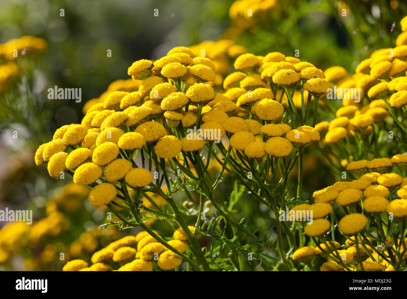 Tansy, Renfana (Tanacetum vulgare) Foto Stock