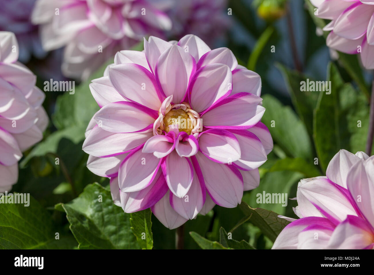 "Cupido' Mignon dalia, Mignondahlia (Dahlia x Hortensis) Foto Stock