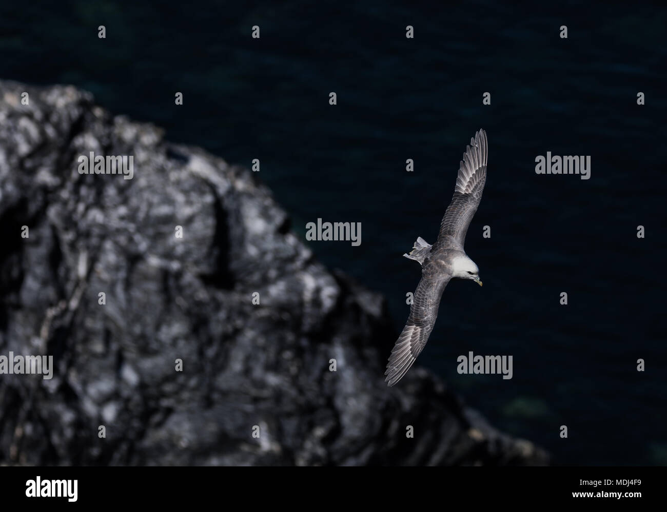 Uccelli costieri sulle scogliere della Cornovaglia Foto Stock