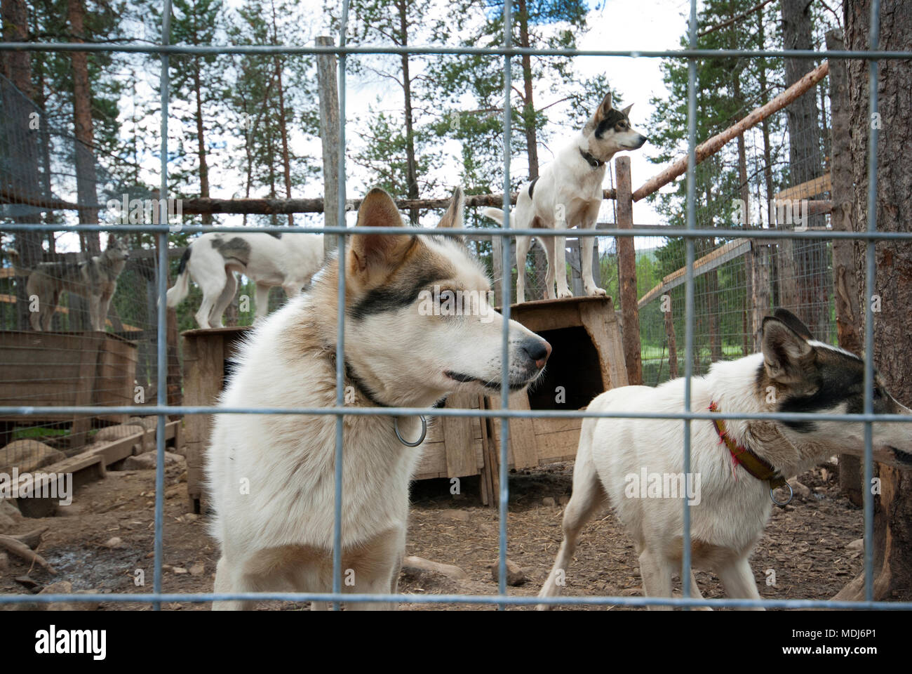 Siberian Husky cani nel contenitore in prossimità di Gallivare, Norrbotten County, Svezia Foto Stock