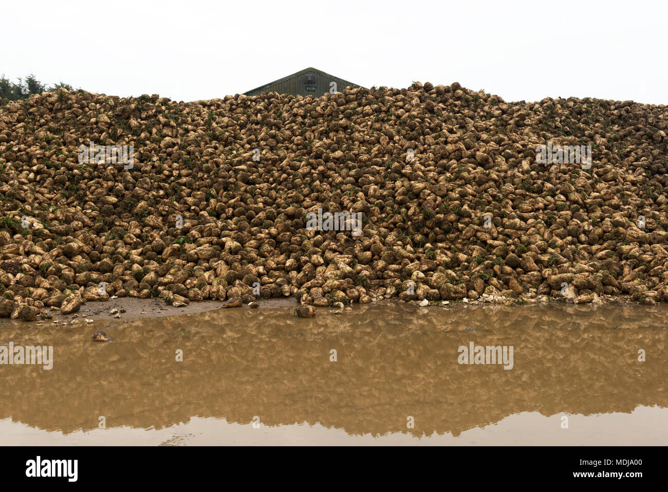 La barbabietola da zucchero cumulo, Bawdsey, Suffolk, Regno Unito. Foto Stock