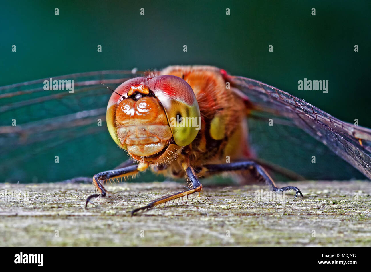 Un comune Darter dragonfly, uno dei più comuni libellule in Europa e spesso trovato da stagni e laghi, crogiolarsi sotto il sole estivo. Foto Stock