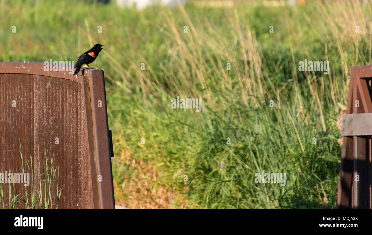 Un redwing black bird cantando su un ponte Foto Stock