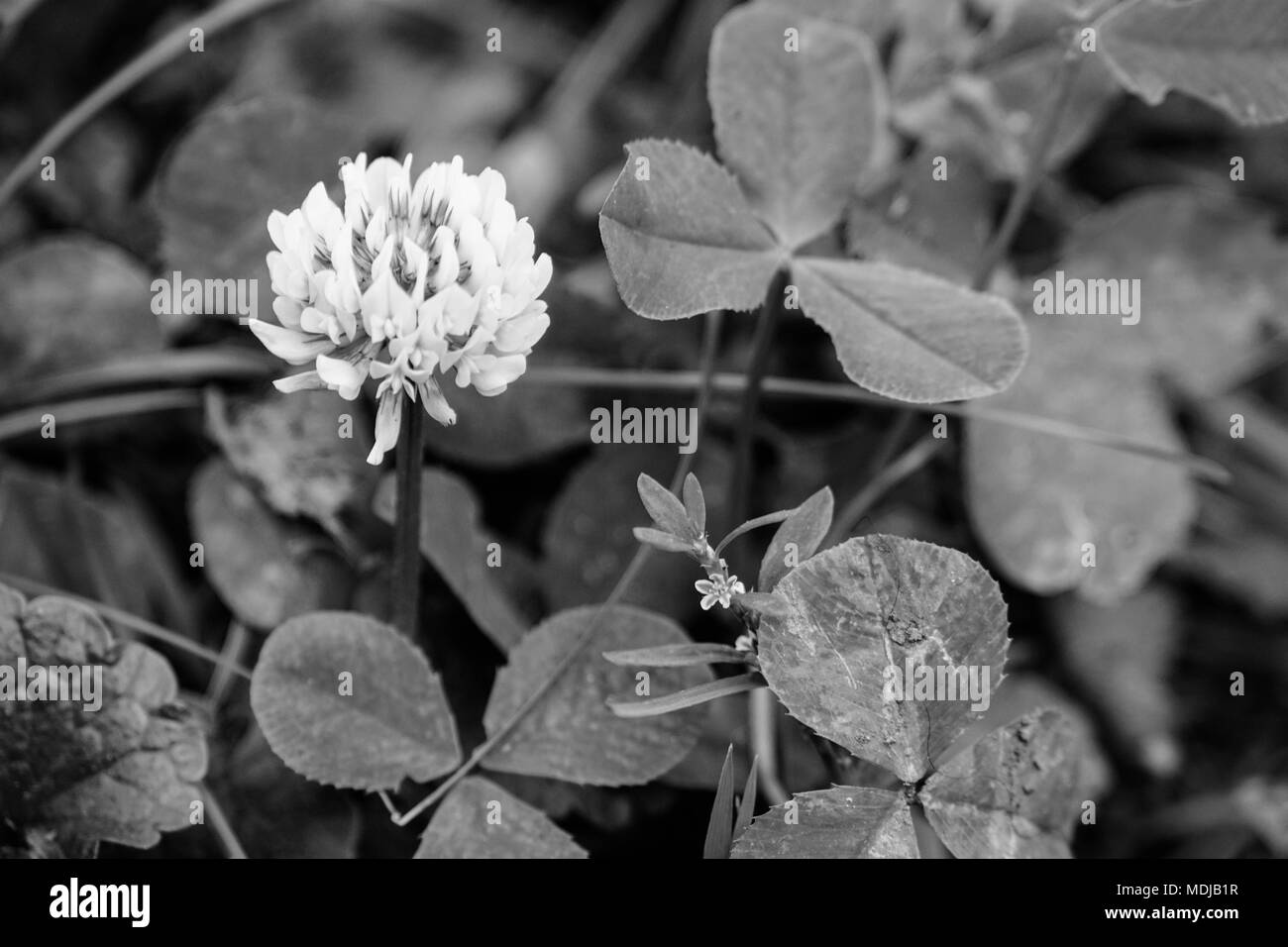 Fiore di trifoglio bianco e nero Foto Stock