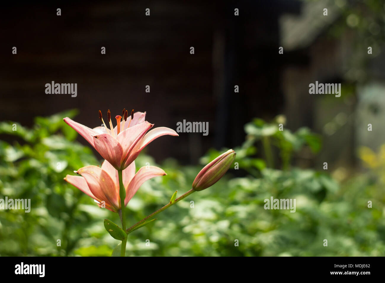 Gigli rosa in giardino Foto Stock
