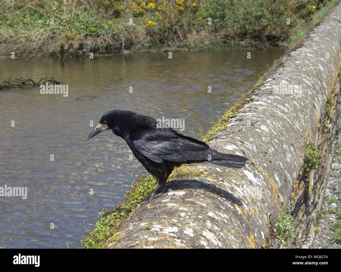 Corvus frugilegus, comune rook, in pieno piumaggio adulto appollaiato su un muro di pietra a guardare il waters edge per il cibo. Foto Stock