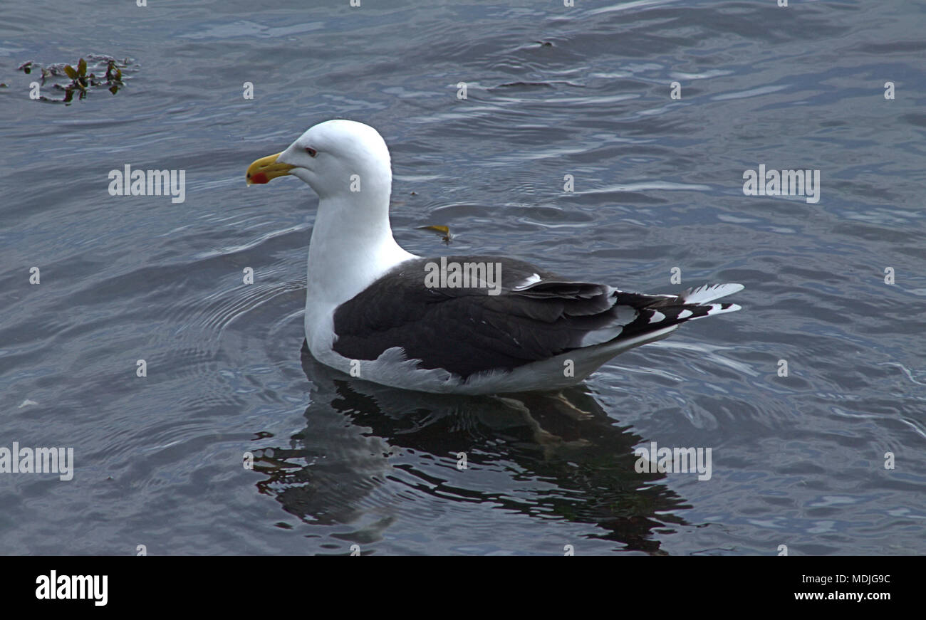 Larus marinus, grande Black Backed Gull, a caccia di granchio di mare tra le alghe nei fondali bassi con la bassa marea. Approfittando dell'acqua limpida. Foto Stock