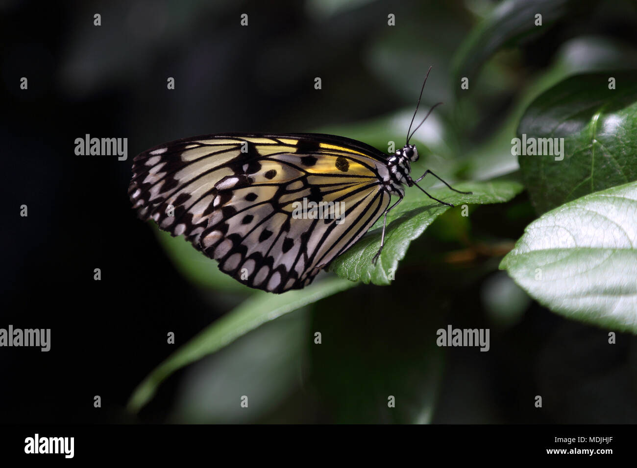 Butterfly. Bellissime farfalle tropicali sulla natura sfocata sullo sfondo. Farfalle tropicali nel suo habitat naturale. Farfalle sensazionale. Foto Stock