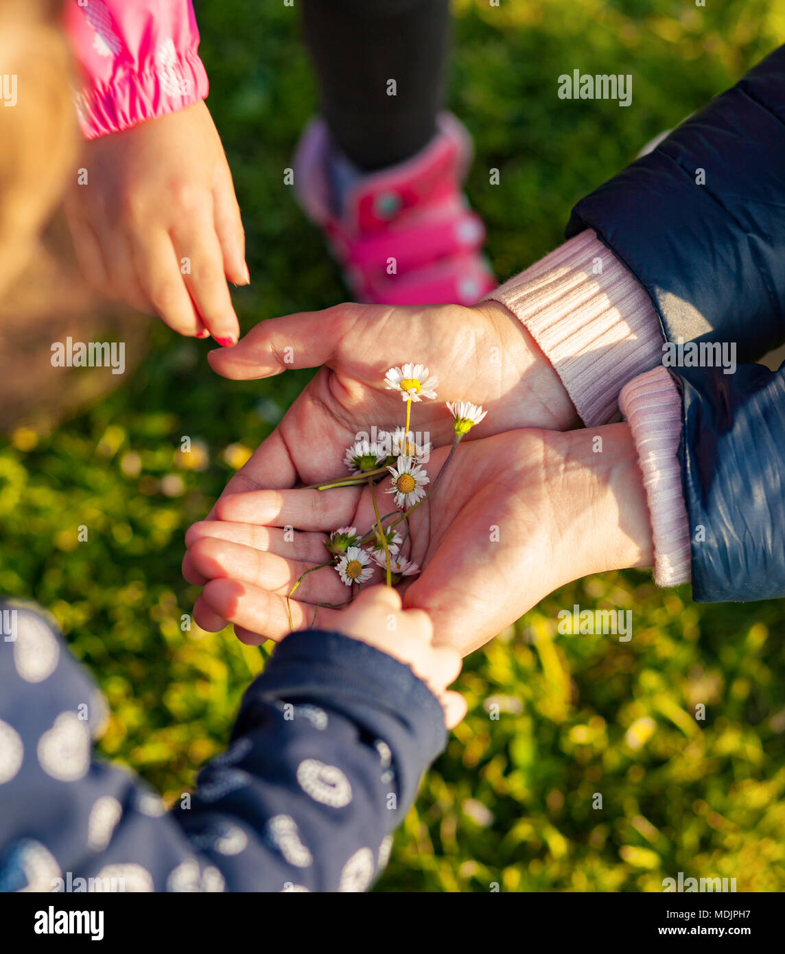 Bambine raccogliere piccole margherite, vista dall'alto. Foto Stock
