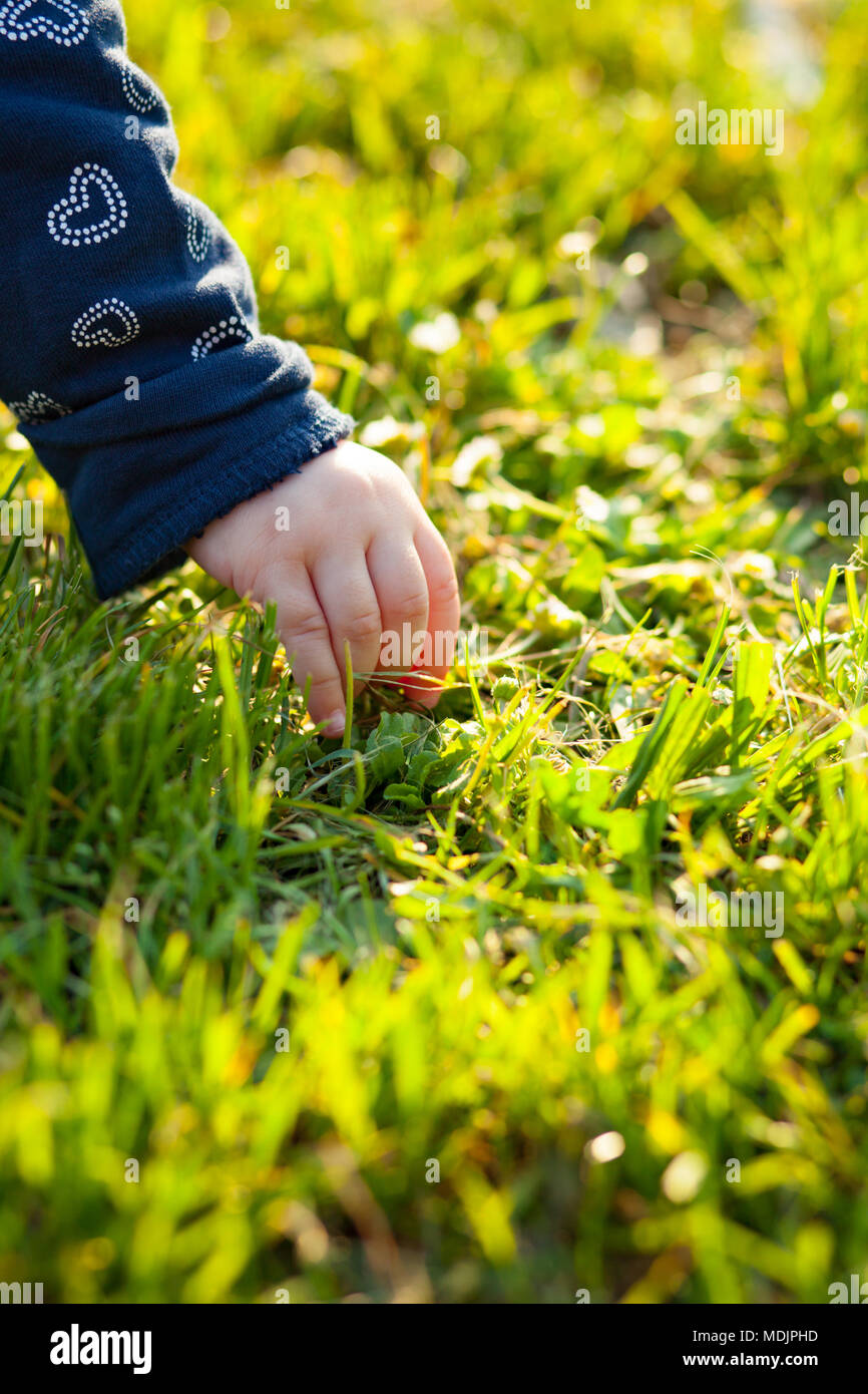 Vista dettagliata del bambino la mano raccoglie margherite in esterni. Foto Stock
