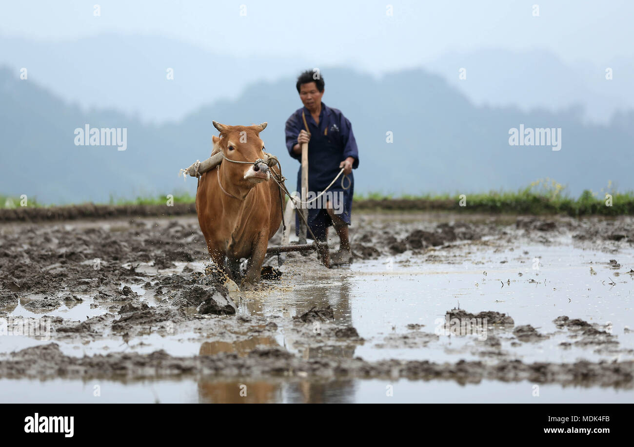 Danzhai, della Cina di Guizhou. Xix Apr, 2018. Un contadino ara il campo a Gaoyao villaggio di Longquan township di Danzhai County in Qiandongnan Miao e Dong prefettura autonoma, a sud-ovest della Cina di Guizhou, 19 aprile 2018. Gli agricoltori sono impegnati con la piantagione in questi giorni, come aprile 20 è Guyu (Grano pioggia), uno dei 24 termini solare creato da antichi cinesi per svolgere le attività agricole secondo la posizione del sole al cerchio zodiacale. Credito: Huang Xiaohai/Xinhua/Alamy Live News Foto Stock