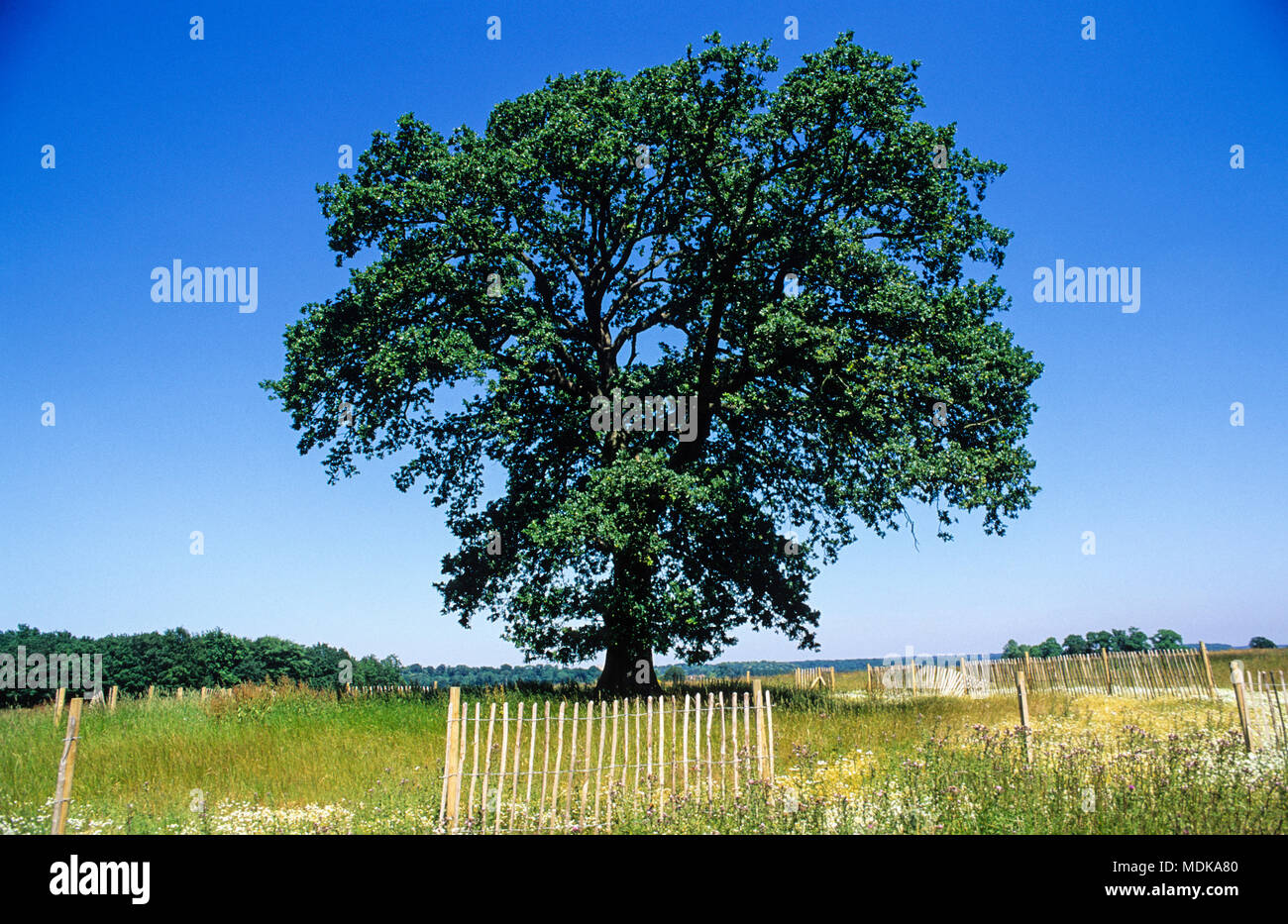 Albero di quercia non tagliato verso il basso, Newbury Bypass della costruzione di strade e di manifestazioni di protesta, Newbury, Berkshire, Inghilterra, Regno Unito,GB. Foto Stock