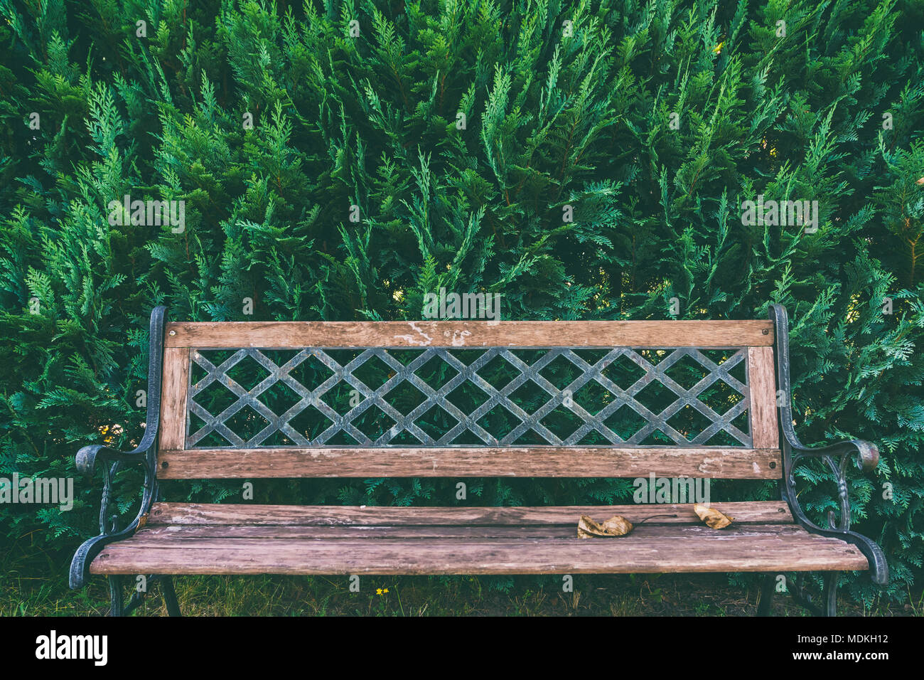 Vecchio stile di una panchina nel parco di fronte hedge in giardino Foto Stock