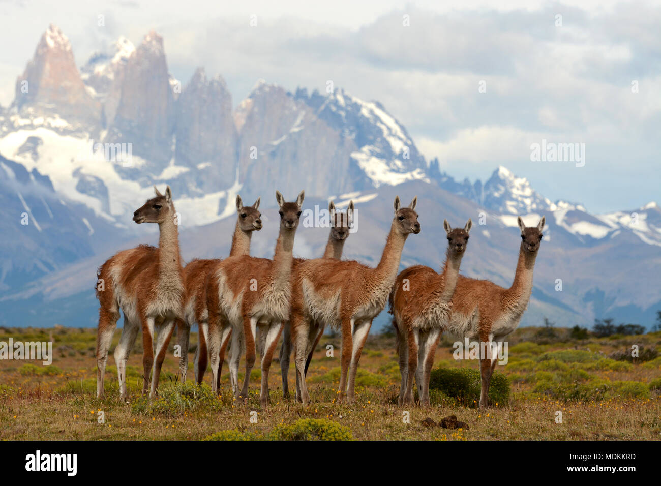 Piccolo gruppo di guanaco in piedi vicino insieme con parte di Torres del Paine gamma in background. Foto Stock