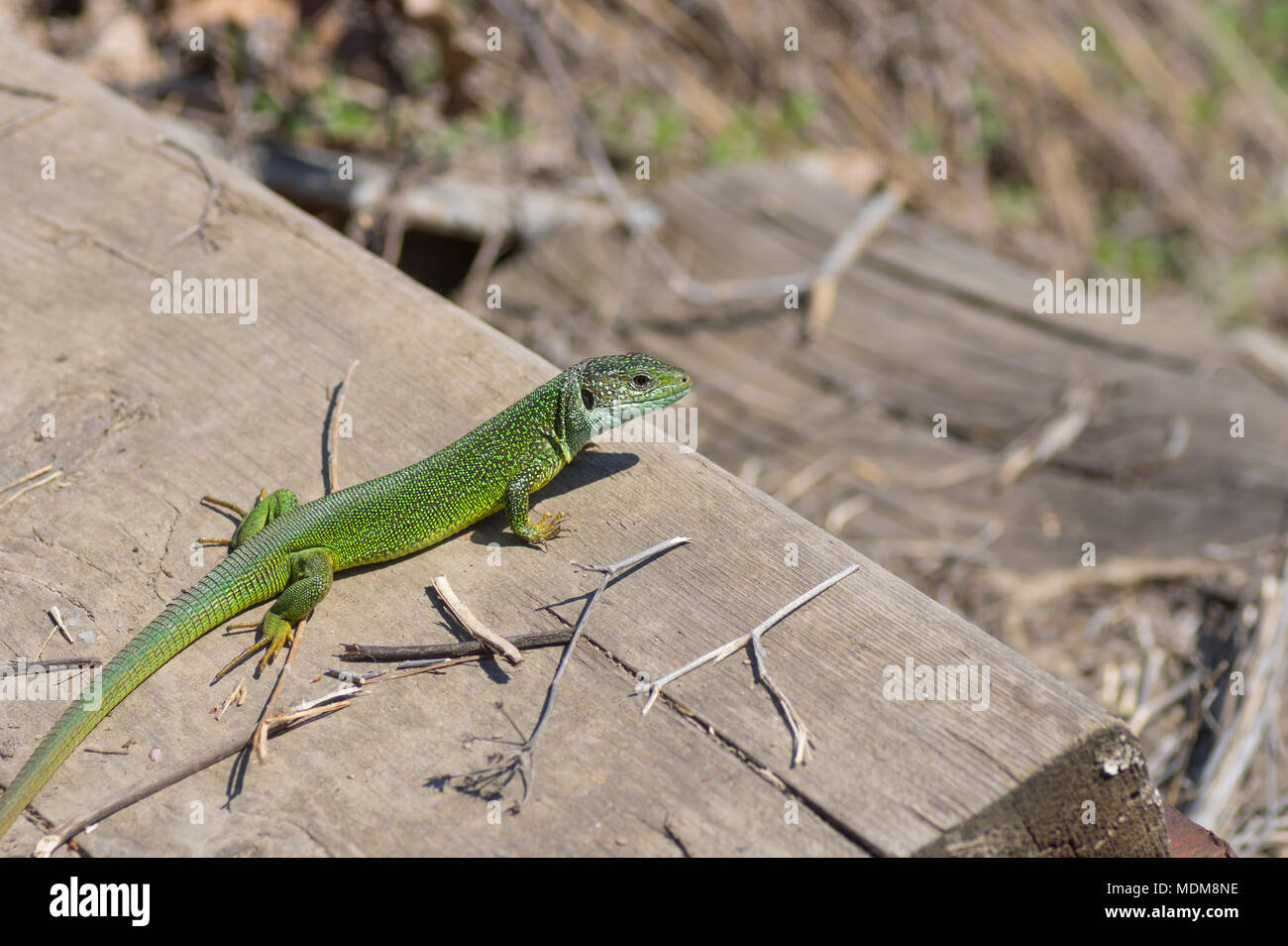 Unione ramarro (Lacerta viridis) riscaldare il suo corpo su un aprile sun Foto Stock