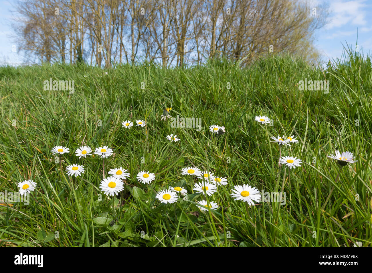 Comune di margherite (Bellis perennis, Prato margherite) cresce in un parco  su una zona collinare banca di erba in primavera nel Regno Unito Foto stock  - Alamy
