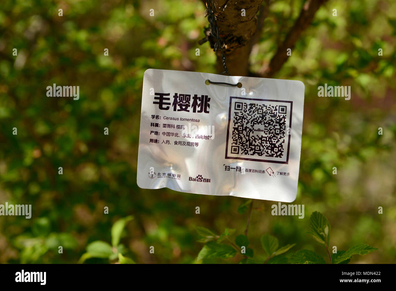 Etichetta moderno di Cerasus, o Prunus, specie di ciliege acide con un codice QR su un aspro ciliegio a Pechino Botanic (nord) giardino, Pechino, Cina Foto Stock