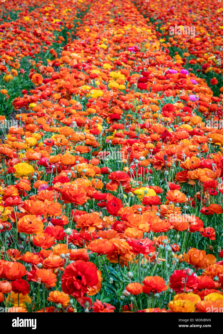 Utilizzare questo colorato ed allegro sfondo per il vostro annuncio, la promozione o la copertina del libro. Mettere un 50% schermo nelle aree in cui si desidera che le vostre parole e Foto Stock