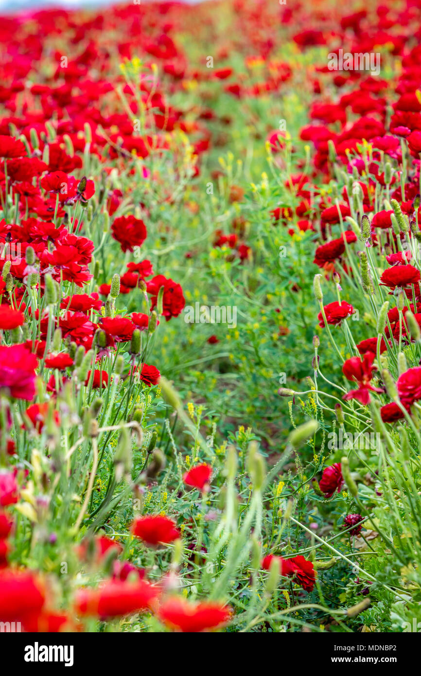 In pochi metri il percorso sembrava alla fine, ancora non ci avesse lasciato qui dove si potrebbe scegliere di andare avanti o ammettere la sconfitta e girare intorno a Foto Stock