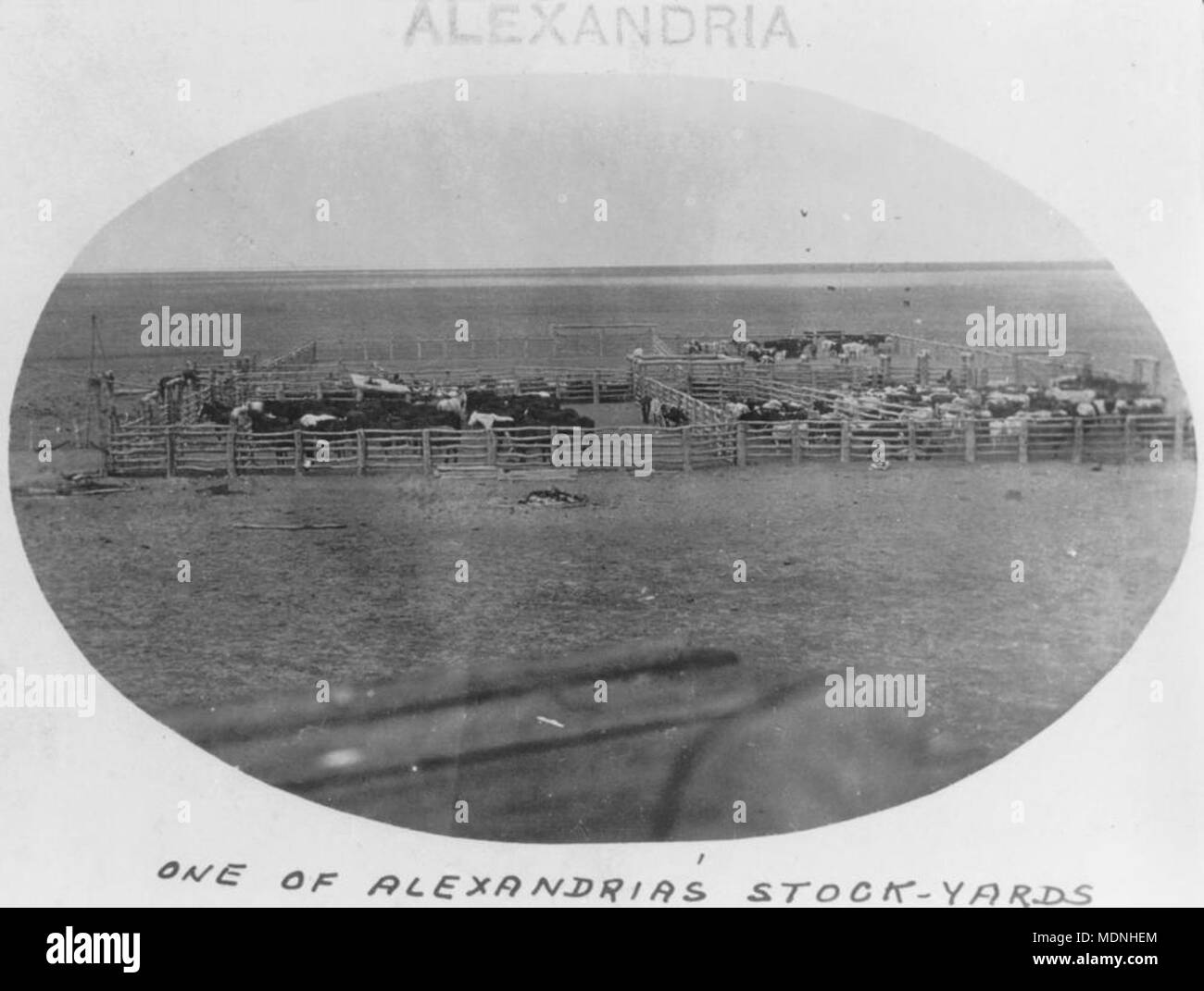 Uno dei stockyards su NAPCO la Stazione Alessandria, ca 1921 Foto Stock