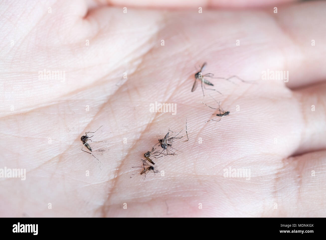 Immagine ravvicinata di zanzara morta, vettore della dengue. Foto Stock