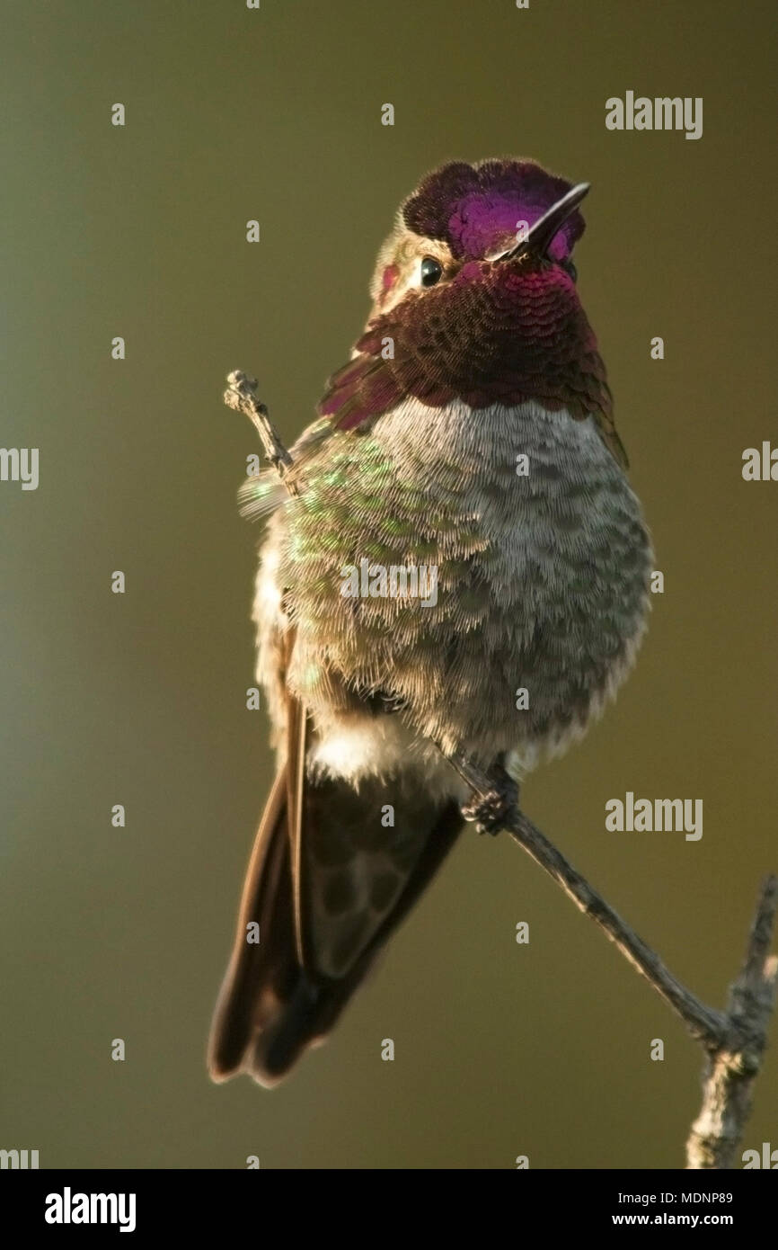 Anna's hummingbird maschio (Calypte anna) appollaiato sul ramo Foto Stock