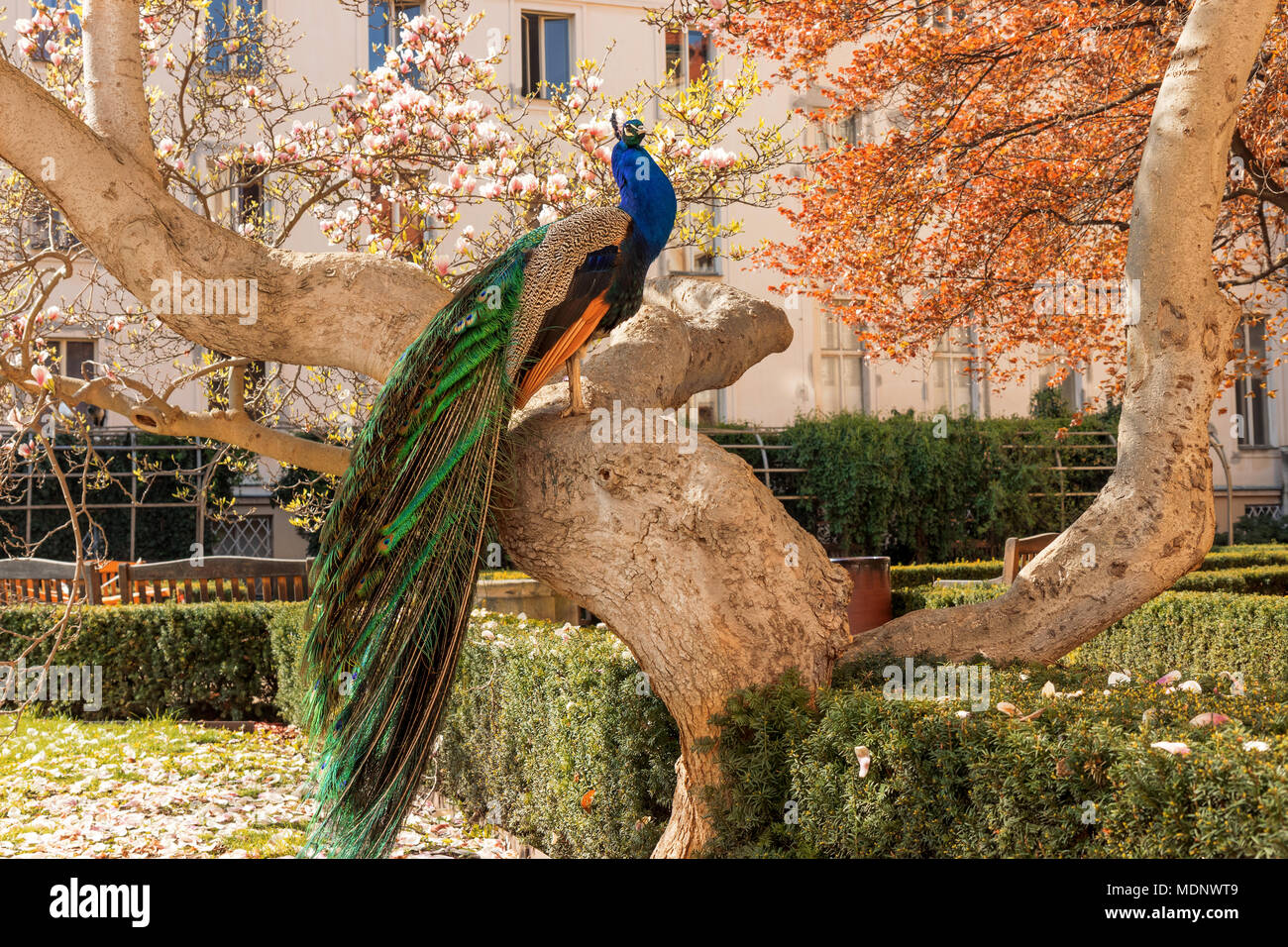 Il ritratto del peacock seduta sul massiccio ramo del vecchio albero nel bellissimo giardino durante suuny luminosa giornata di primavera. Foto Stock