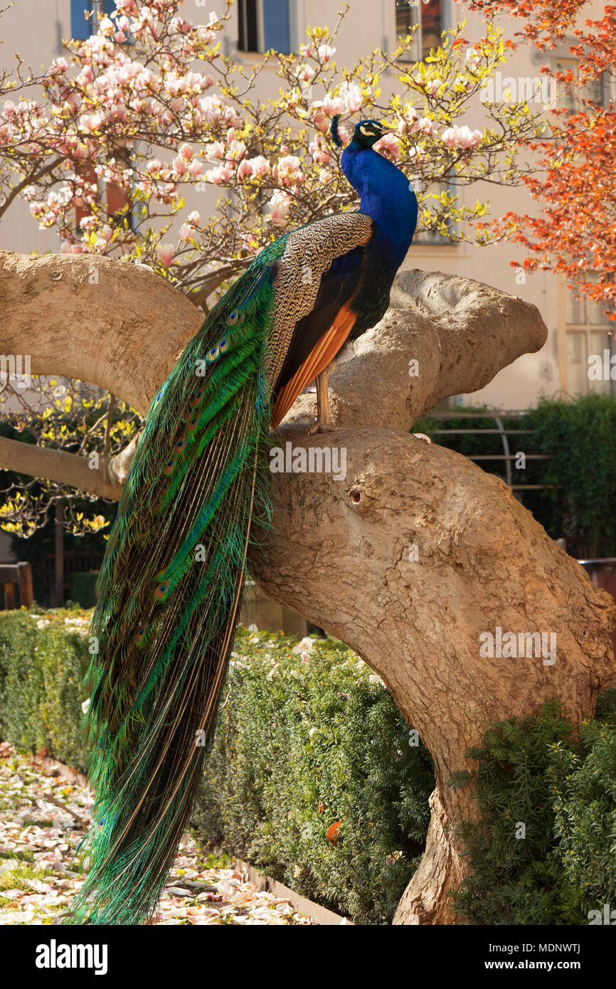 Il ritratto del peacock seduta sul massiccio ramo del vecchio albero nel bellissimo giardino durante suuny luminosa giornata di primavera. Foto Stock