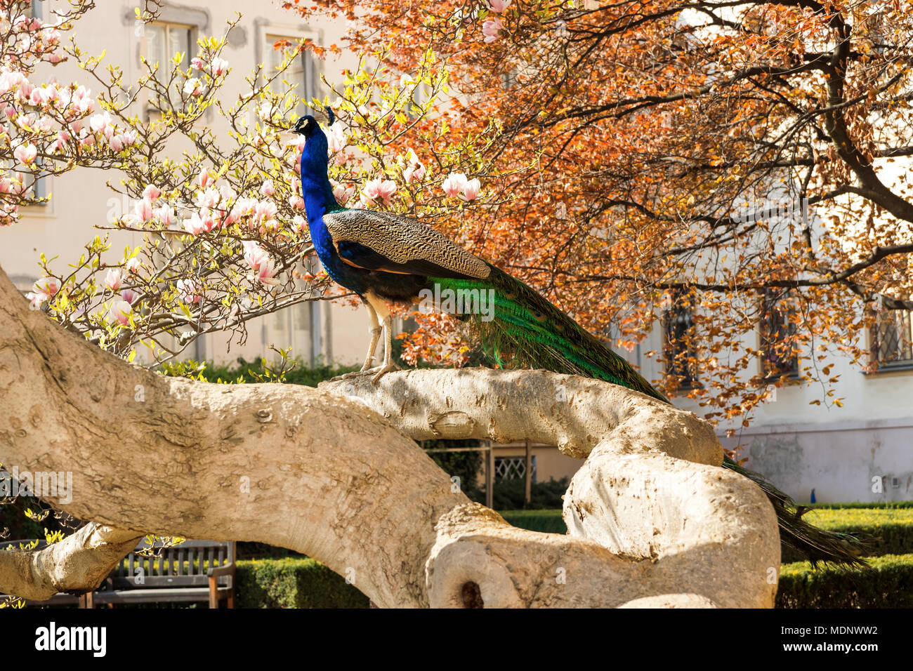 Il ritratto del peacock seduta sul massiccio ramo del vecchio albero nel bellissimo giardino durante suuny luminosa giornata di primavera. Foto Stock